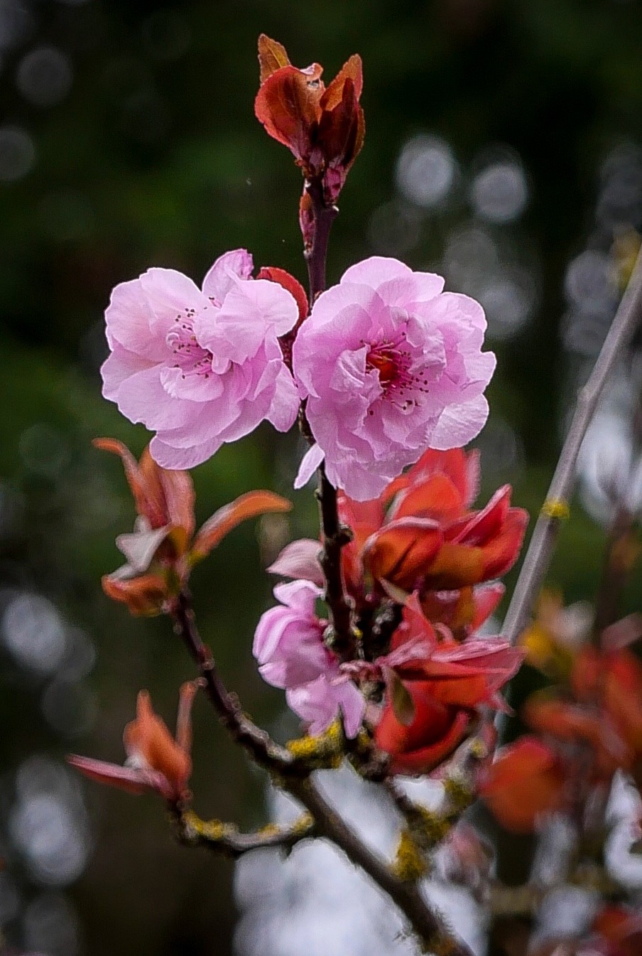 Twin Ume - Nature & Wildlife - Leica Forum