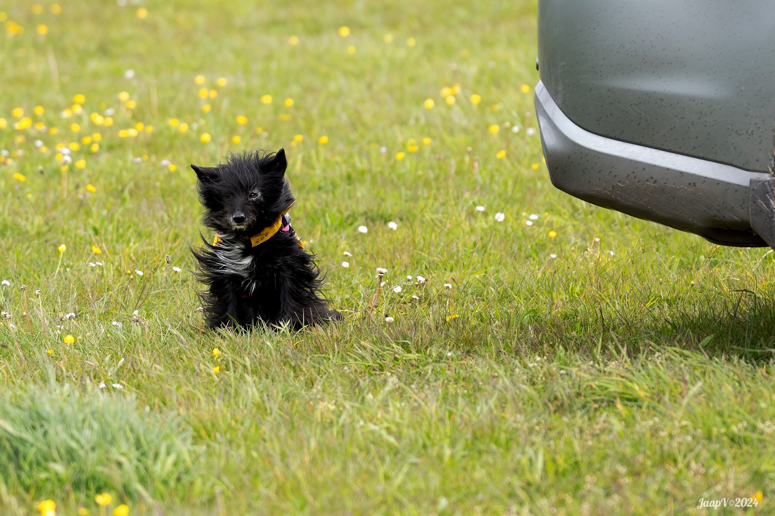 You know I hate wind. Can we please go home? - Nature & Wildlife ...